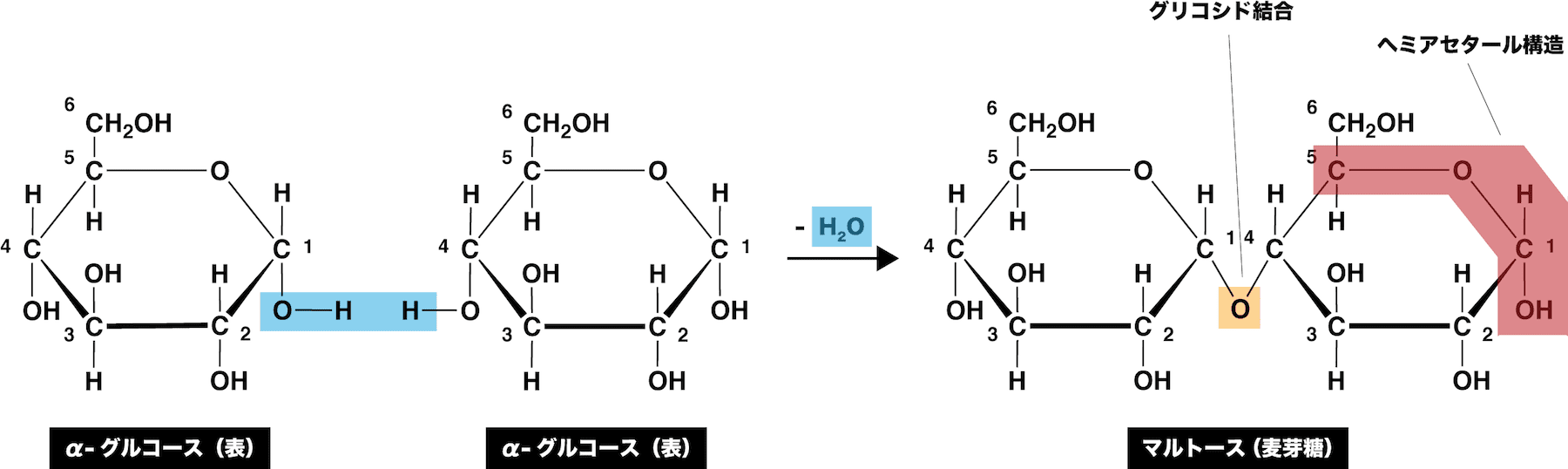 二糖類 マルトース スクロースなどの還元性 構造式 結合 覚え方まとめ 化学のグルメ