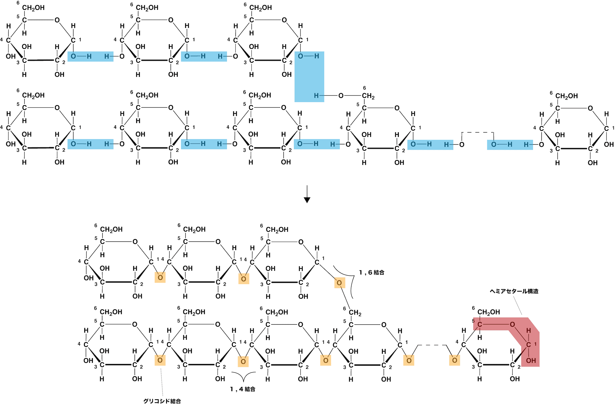 多糖類 デンプン アミロース アミロペクチン セルロースの構造 還元性 加水分解など 化学のグルメ