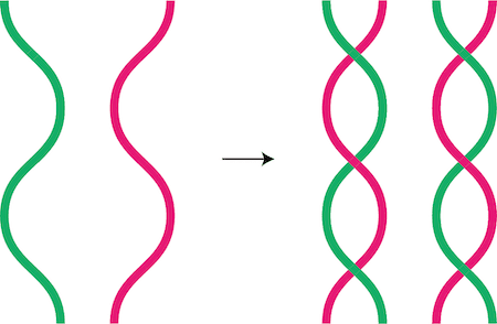 セントラルドグマ（DNA複製・タンパク質合成の流れ）