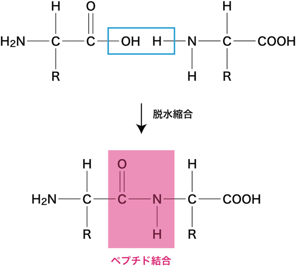 ペプチド結合（アミド結合との違いなど） - 化学のグルメ