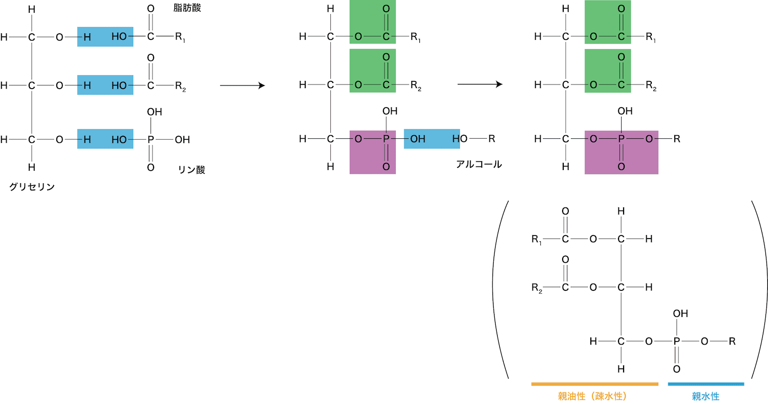 リン脂質（構造・種類・親水基/疎水基の向き・役割など）