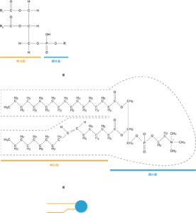 図解 リン脂質の構造や種類 親水基 疎水基の向き 細胞膜上での役割などを解説 化学のグルメ