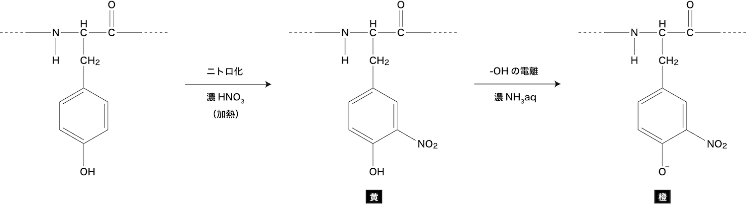 アミノ酸 タンパク質 検出反応を総まとめ ビウレット キサントプロテイン ニンヒドリン 硫黄 化学のグルメ