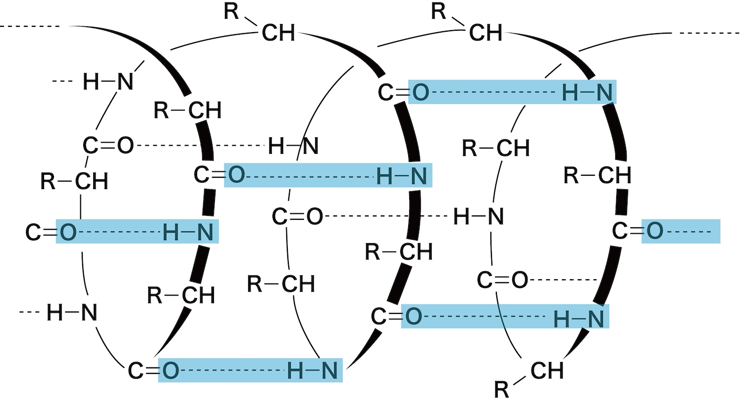 タンパク質の一次構造 二次構造 Aヘリックス Bシート 三次構造 四次構造 化学のグルメ